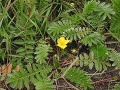 Zilverschoon plant Potentilla anserina.jpg