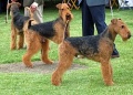 Airedale Terriers Flickr.jpg