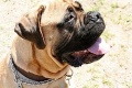 American Mastiff.jpg