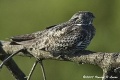 Common Nighthawk.jpg