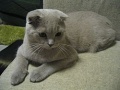 Scottish fold.jpg