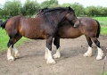 Shire horses arp.jpg