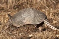 9-banded-armadillo.jpg