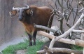 African Forest Buffalo.jpg