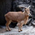 Barbary Sheep Tennoji.jpg