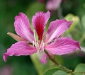 Bauhinia × blakeana virág