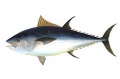 Kékúszójú tonhal (Thunnus thynnus)