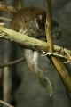 Callicebus donacophilus hugging tails.gk.jpg