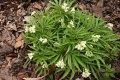 Cardamine-enneaphyllos-habitus.jpg