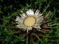 Carlina acaulis 002.JPG