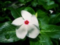 Catharanthus roseus white CC-BY-SA.jpg