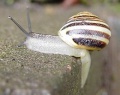 Cepaea.hortensis.jpg