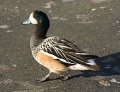 Chiole Wigeon.JPG