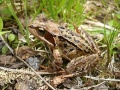 Common Frog(Norway).jpg