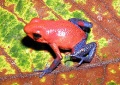 Dendrobates pumilio.jpg