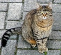 Domestic cat cropped.jpg