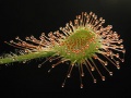 Drosera rotundifolia leaf1.jpg