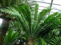 Encephalartos cf. natalensis a hamburgi pálmaházban