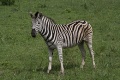 Chapman-zebra (Equus quagga chapmani)