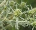 Eryngium campestre 310705b.jpg