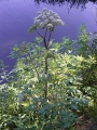 Angelica sylvestris