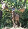 Giardino dei semplici, mostra dinosauri, megaloceros giganteus 03.JPG