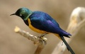 Golden Breasted Starling.jpg