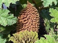 Az óriásrebarbara (Gunnera tinctoria) kúp alakú, 1 méter magas virágzata.