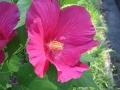 Hibiscus mutabilis6.jpg