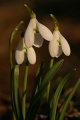 Kikeleti hóvirág (Galanthus nivalis)