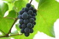A szőlő (Vitis vinifera) bogyótermése