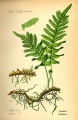 Polypodium vulgare