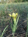 Iris humilis subsp arenaria 3.jpg