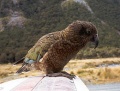 Kea (Nestor notabilis)