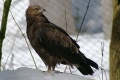 Lesser Spotted Eagle Nationalpark Bayerischer Wald 01.jpg