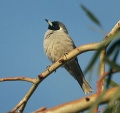Masked Woodswallow Bowra.jpg