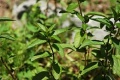 Borsmenta (Mentha × piperita)