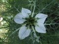 Nigella sativa a1.jpg