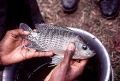 Oreochromis niloticus.jpg