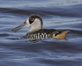 Pink-eared Duck gatton08.JPG