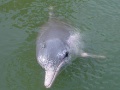 Keleti delfin (Sousa chinensis)
