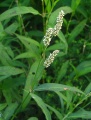 Baracklevelű keserűfű(Persicaria maculosa)