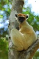 Propithecus tattersalli 001.jpg