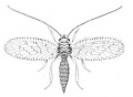 MacLachlan, R. 1868. A monograph of the British Neuroptera-Planipennia