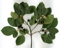 Rhamnus frangula.jpg