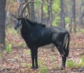 Fekete lóantilop (Hippotragus niger)