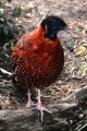 Satyr Tragopan.JPG