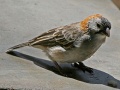 Speckle-fronted Weaver RWD.jpg