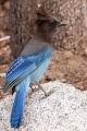 Steller's Jay Yosemite.jpg