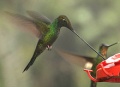Sword-billed Hummingbird (Ensifera ensifera).jpg